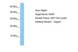 SNRPF Antibody, Novus Biologicals 100 &mu;L; Unconjugated:Antibodies, Polyclonal